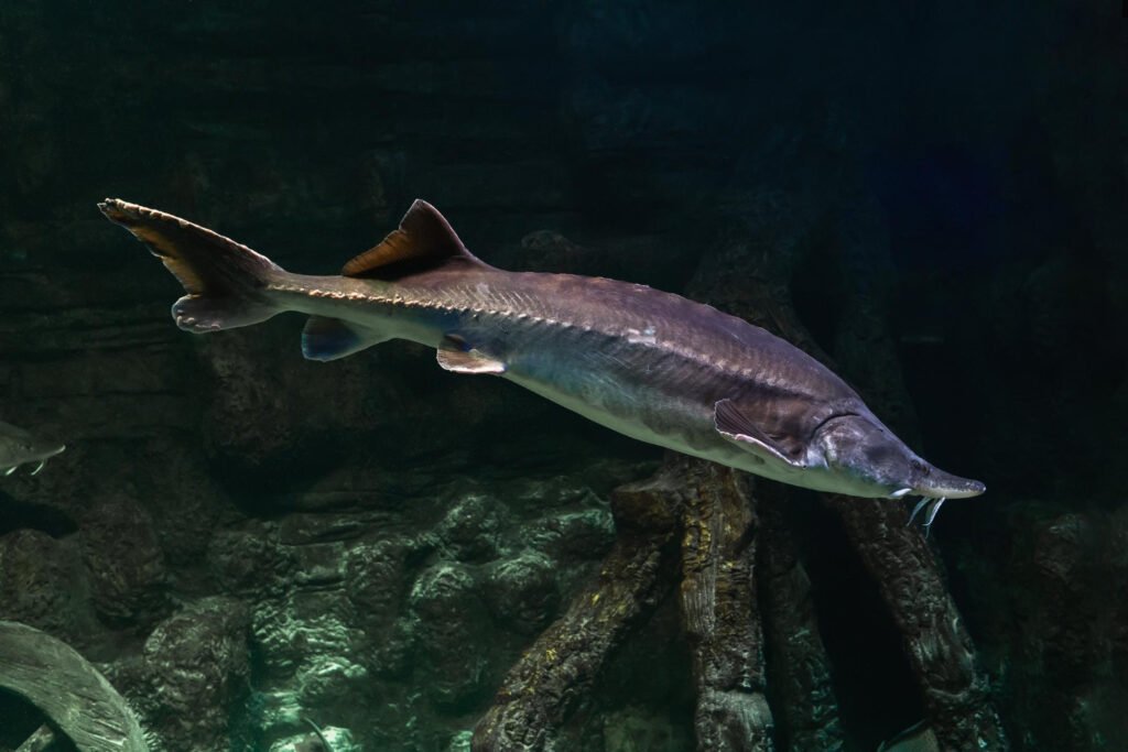 freshwater fish kaluga genus beluga sturgeon family