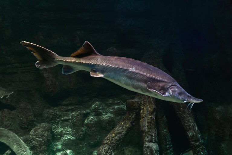 freshwater fish kaluga genus beluga sturgeon family