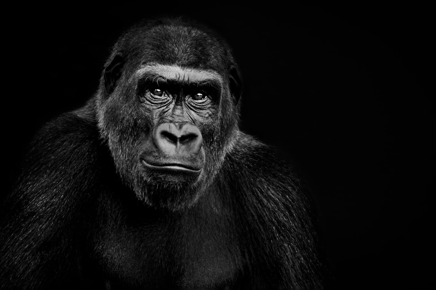 lowland gorilla black background remixed from photography by jessie cohen
