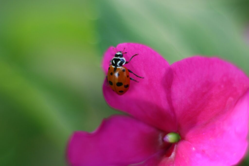 ladybug