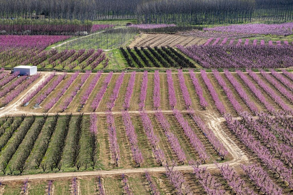 distanta plantare pomi fructiferi pitici