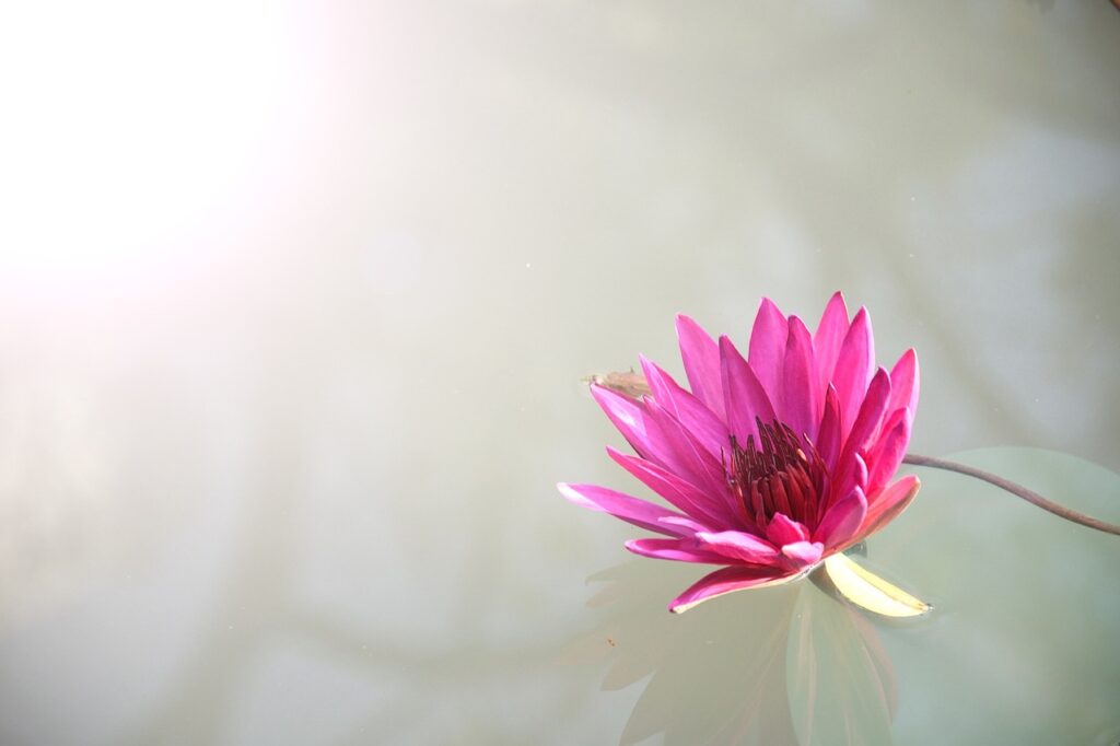 seminte de lotus plantare