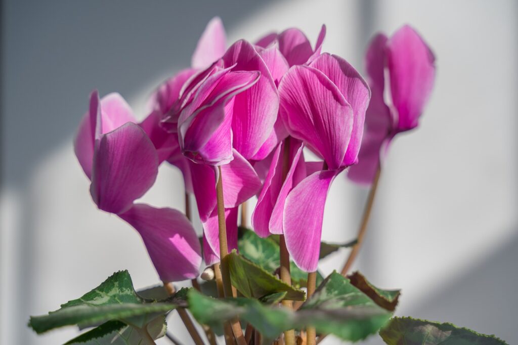 cyclamen plantare