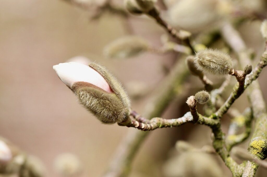 la cat timp dupa plantare infloreste magnolia