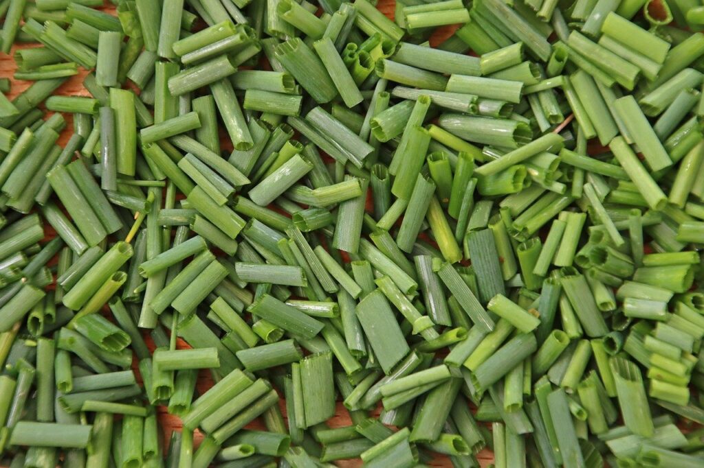 tratarea arpagicului inainte de plantare