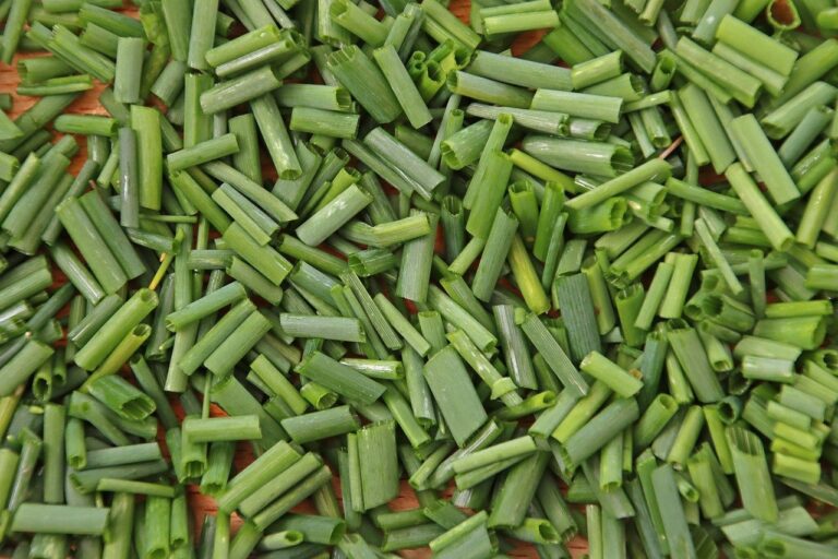 tratarea arpagicului inainte de plantare