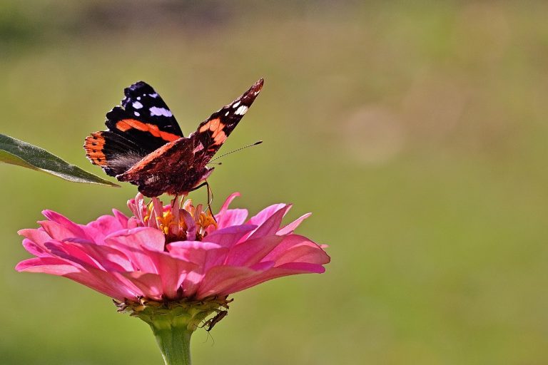 Cum alegi in Romania locul potrivit pentru stocarea celulelor stem?